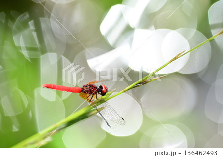 ハッチョウトンボ 136462493
