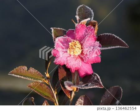 赤い山茶花と霜　3 136462554