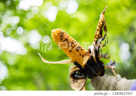 ごはん パパ飯 晩御飯 キャンプ アウトドア 料理 ごはん パパ飯 晩御飯 キャンプ アウトドア 料理 136462567