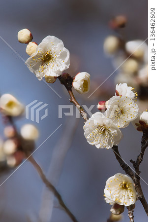 白い梅の花 136462609