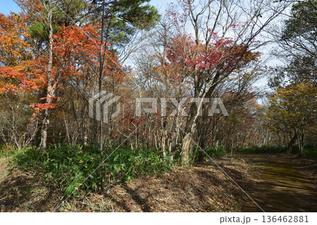 那須平成の森　2025-11-2　＃15 136462881