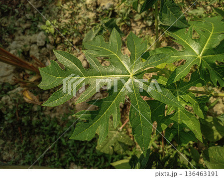 Vibrant Green Papaya Leaf (Carica Papaya) with Detailed Vein Structure and Lobed Shape 136463191