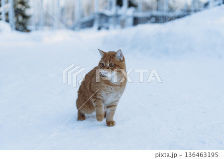 lost domestic ginger cat walking on snow in countryside 136463195