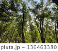 Lush Green Forest Canopy with Sunlight Filtering Through Dense Tree Branches 136463380