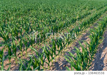 Field harvest with corn crop. Agriculture and cultivation. Green crop plant at agricultural farm field. Harvesting and agriculture. Crop plantation at farm. Field of harvest. Sustainable farming 136463538