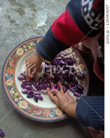 Toddler Hands Engaging in Sensory Play with Vibrant Purple Runner Beans on Floral Plate Toddler Hands Engaging in Sensory Play with Vibrant Purple Runner Beans on Floral Plate 136463647