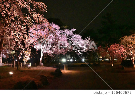 高田城址公園の夜桜（5） 136463675