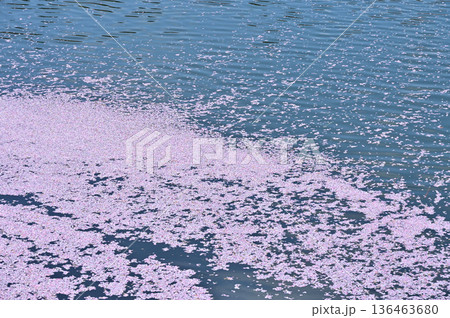 高田公園のお堀の花筏（1） 136463680