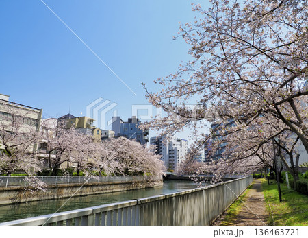 大横川遊歩道の桜・東京江東区 136463721