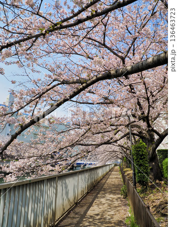 大横川遊歩道の桜・東京江東区 136463723