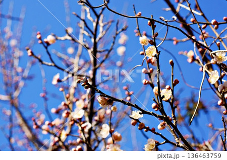 咲きかけの梅B 136463759