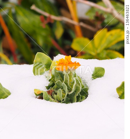 黄色いキンセンカの花 黄色いキンセンカの花 136463821