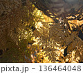 晩秋のシダの葉 136464048