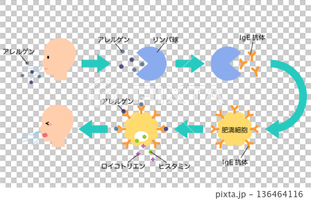How allergies develop: The mechanism of hay fever How allergies develop: The mechanism of hay fever 136464116