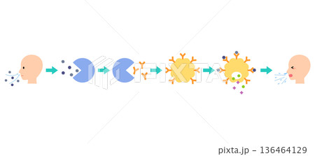 アレルギー発症のしくみ 花粉症のメカニズム アレルギー発症のしくみ 花粉症のメカニズム 136464129