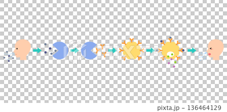 アレルギー発症のしくみ 花粉症のメカニズム アレルギー発症のしくみ 花粉症のメカニズム 136464129