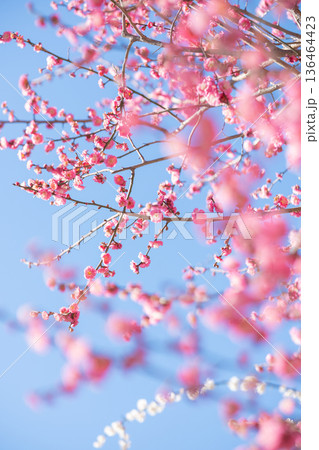 満開の紅梅と青空 満開の紅梅と青空 136464423