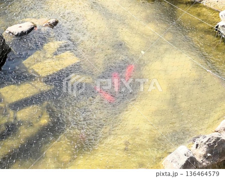 アオサギ、イタチノヒガイに遭った金魚、氷の蓋 アオサギ、イタチノヒガイに遭った金魚、氷の蓋 136464579