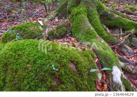 苔が日本一きれいな森　屋久島国立公園(冬 136464629