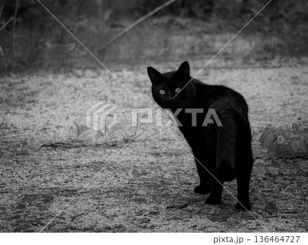 こちらに気づいて振り向いた黒猫 こちらに気づいて振り向いた黒猫 136464727