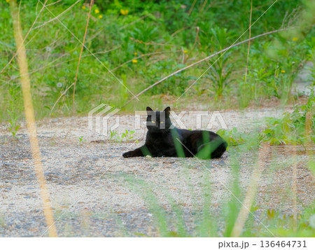 空き地に寝そべる黒猫 136464731