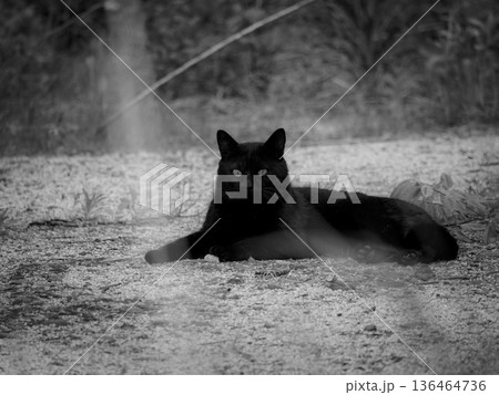 寝そべりこちらを向く黒猫をモノクロで撮影 136464736