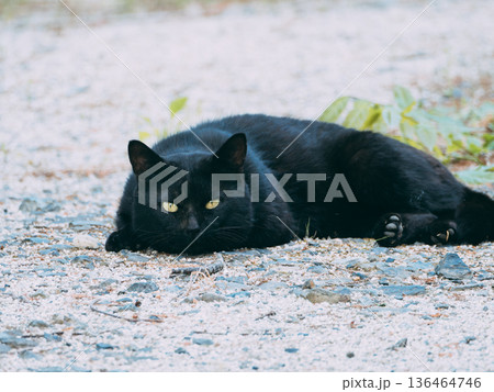 寝そべる黒猫 寝そべる黒猫 136464746