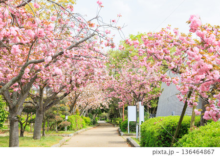 遊歩道に咲く満開の八重桜 136464867