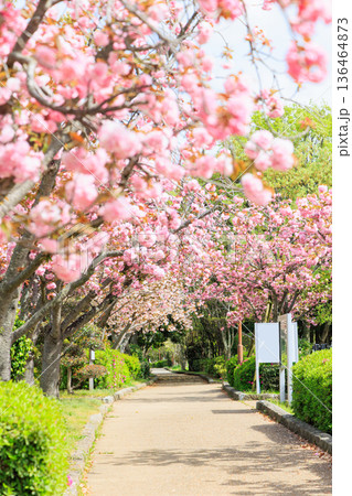 遊歩道に咲く満開の八重桜 136464873