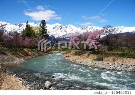 白雲浮かぶ青空と白馬連峰の山岳を背景に桜の咲く白馬村大出公園の風景　Ver2 136465052