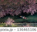 笠松河津桜ロードで和船を漕ぐ船頭 笠松河津桜ロードで和船を漕ぐ船頭 136465106