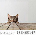 テーブル越しに顔を出しているキジトラ猫 136465147