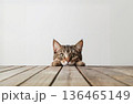 テーブル越しに顔を出しているキジトラ猫 136465149