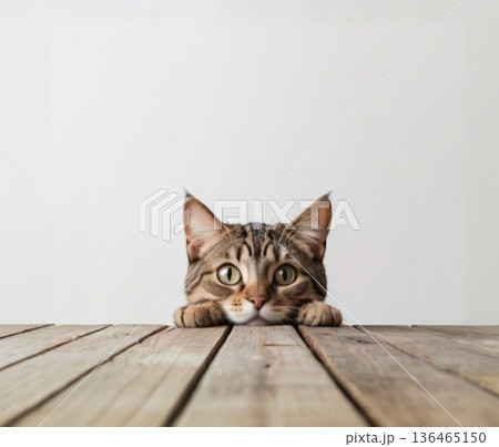 テーブル越しに顔を出しているキジトラ猫 136465150