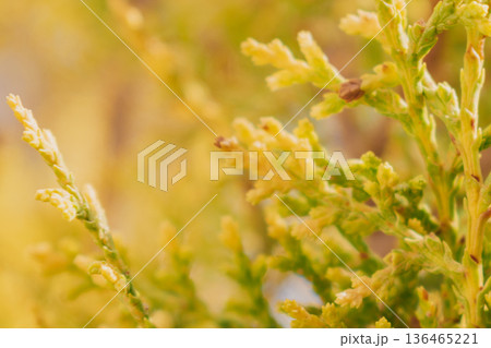 Close-up Platycladus orientalis evergreen foliage. Natural green background Oriental Thuja branches 136465221