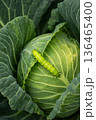 Green Caterpillar Eat Cabbage Leaf in Garden, Macro Close-Up 136465400