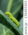 Bright Green Caterpillar Crawl on a Leaf in Detailed Macro Close-up 136465401