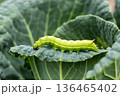 Green Caterpillar Eat Leaf, Close Up 136465402