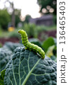Bright Green Caterpillar on a Leaf in a Garden at Sunset soft focus 136465403