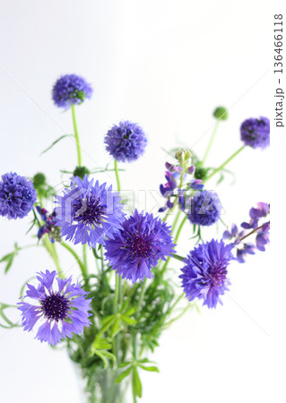 青い草花のアレンジメント 青い草花のアレンジメント 136466118