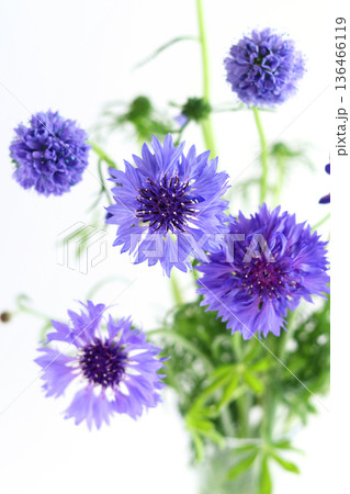 青い草花のアレンジメント 青い草花のアレンジメント 136466119