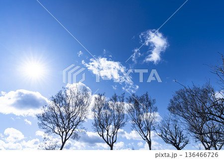冬空と雲と木立 冬空と雲と木立 136466726