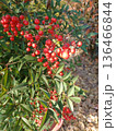 赤い実をつけたマンリョウ 136466844