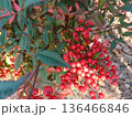 赤い実をつけたマンリョウ 136466846