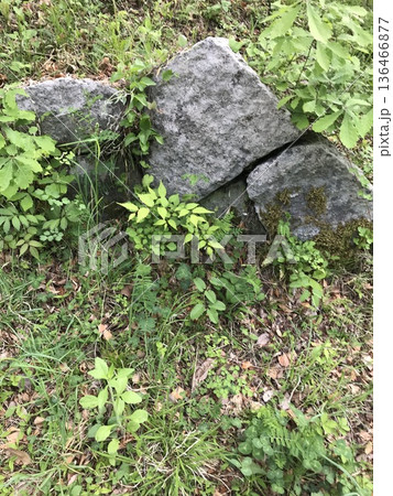 石垣に生える草 136466877