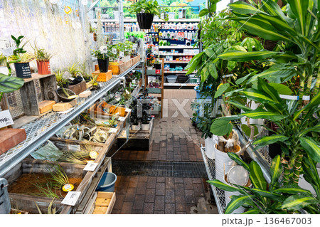 ユニディ狛江店　1階屋内の観葉植物売場を散策　東京都狛江市和泉本町 136467003