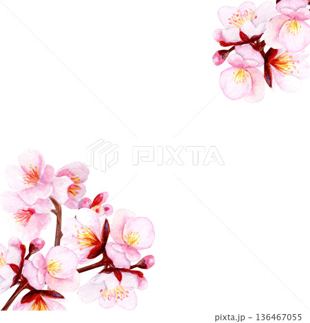 Watercolor cherry blossom corner frame, soft pink sakura flowers placed in opposite corners on white background. Elegant botanical composition, wide copy space for cards, invitation, spring stationery Watercolor cherry blossom corner frame, soft pink sakura flowers placed in opposite corners on white background. Elegant botanical composition, wide copy space for cards, invitation, spring stationery 136467055