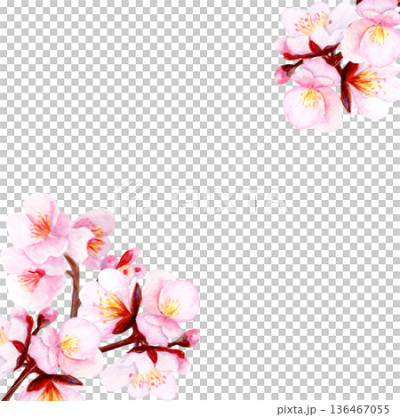 Watercolor cherry blossom corner frame, soft pink sakura flowers placed in opposite corners on white background. Elegant botanical composition, wide copy space for cards, invitation, spring stationery Watercolor cherry blossom corner frame, soft pink sakura flowers placed in opposite corners on white background. Elegant botanical composition, wide copy space for cards, invitation, spring stationery 136467055