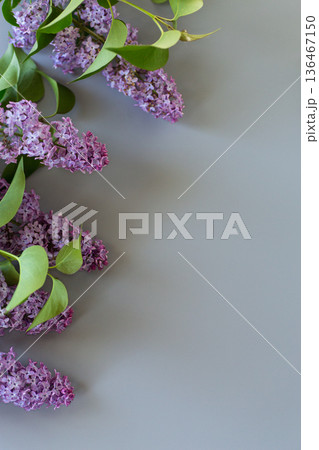 Beautiful lilac on a gray background with empty space for text 136467150