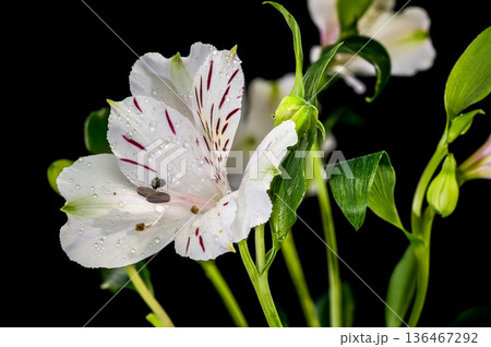 White Alstroemeria Flowers with Purple Streaks on Solid Black Background 136467292